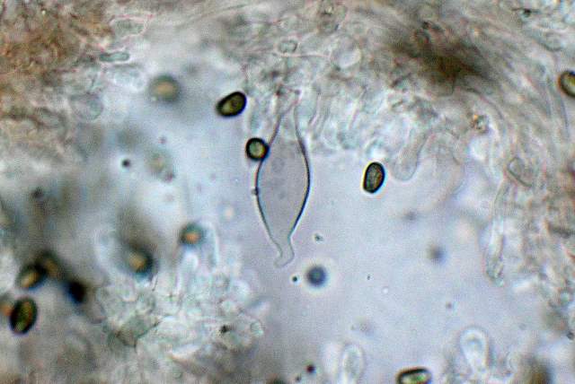 Psathyrella laevissima     (Romagn.)     Singer